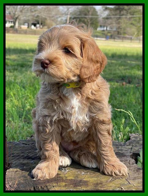 Millie REbel 7 week pics 201