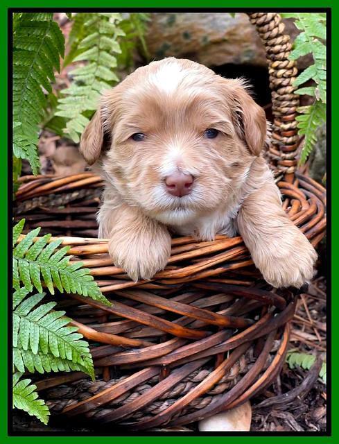 Millie Rebel pups 3 weeks old 351