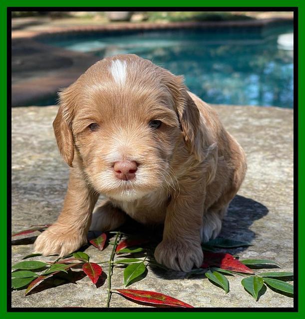 Millie Rebel pups 4 weeks old 351