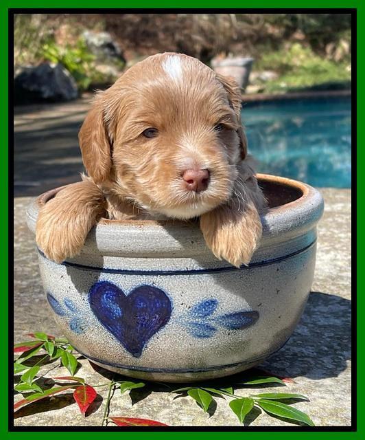 Millie Rebel pups 4 weeks old 361