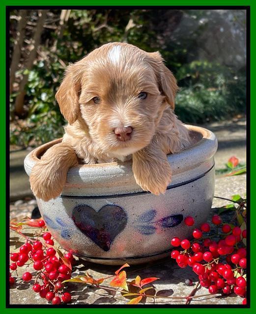 Millie Rebel pups 4 weeks old 371