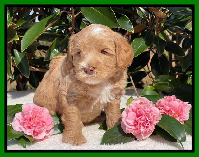 Millie Rebel pups 5 weeks old 271