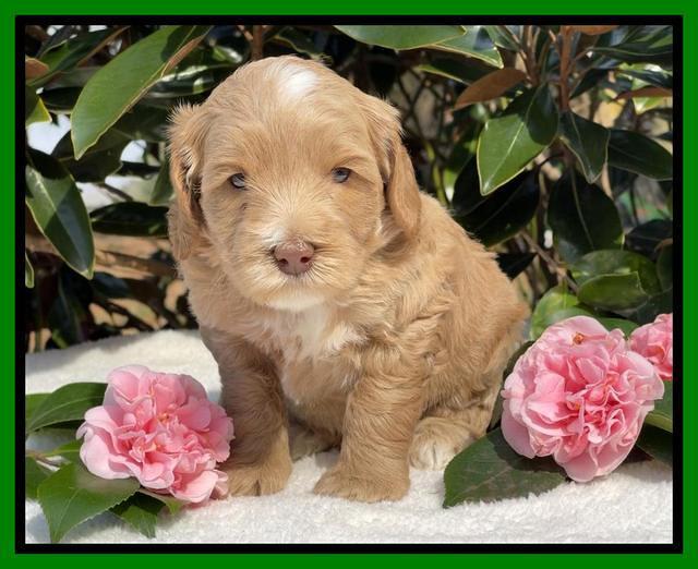 Millie Rebel pups 5 weeks old 311