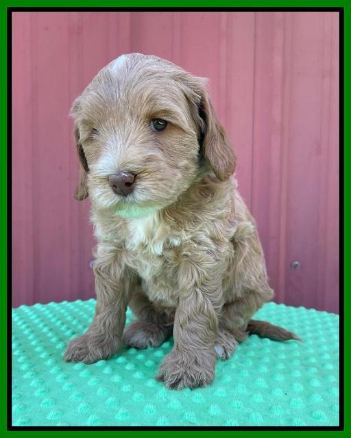 Millie Rebel pups 6 weeks old 321