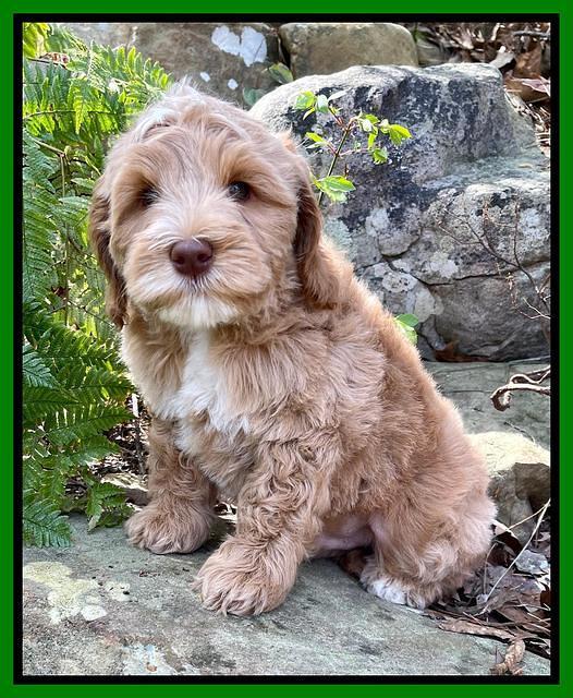 Millie Rebels pups 8 weeks old 11