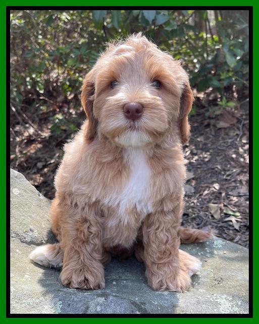 Millie Rebels pups 8 weeks old 31