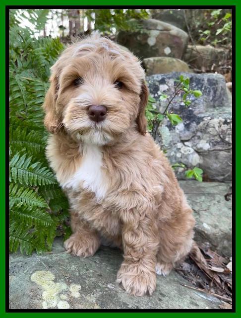 Millie Rebels pups 8 weeks old 51