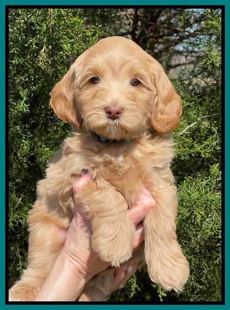 Millie REbel 7 week pics 321