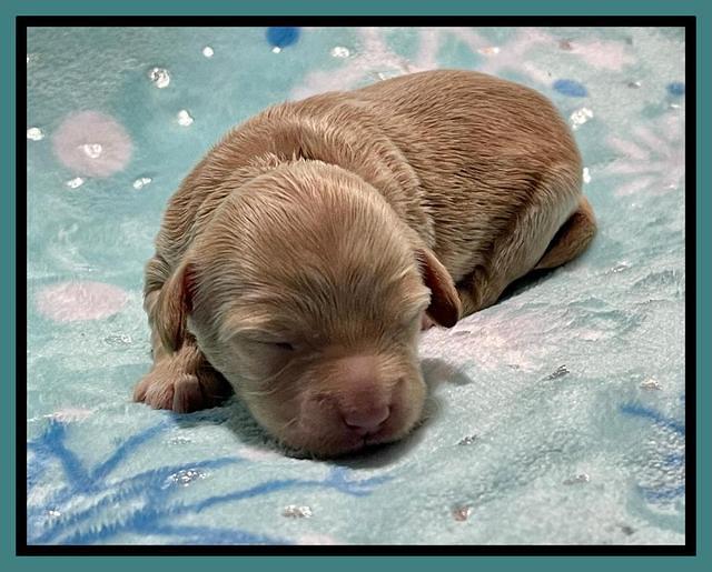 Millie Rebel pups 1 wk old 211