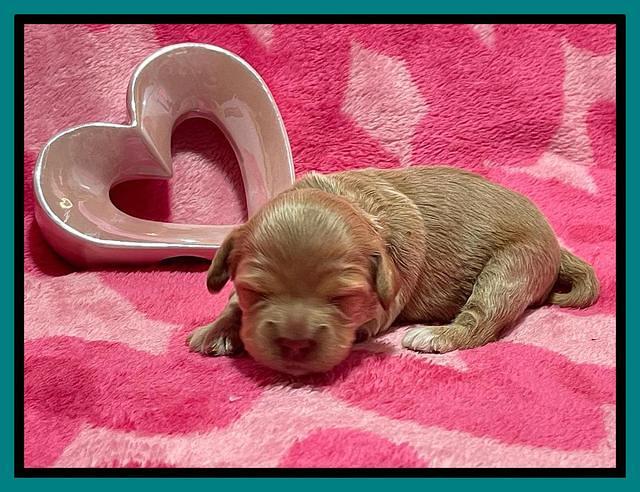 Millie Rebel pups 2 weeks old 281