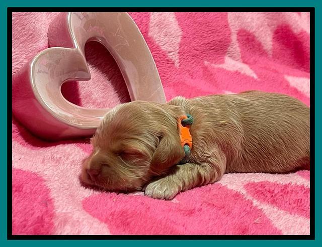 Millie Rebel pups 2 weeks old 291