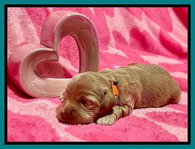 Millie Rebel pups 2 weeks old 301