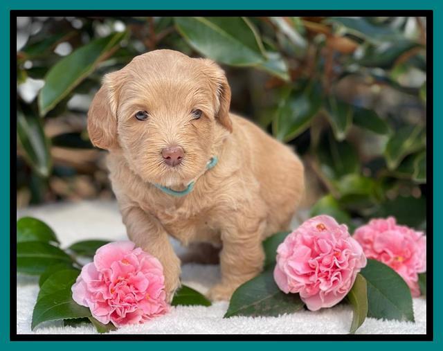 Millie Rebel pups 5 weeks old 401