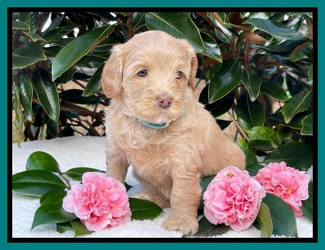 Millie Rebel pups 5 weeks old 421