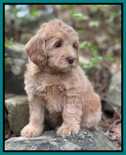 Millie Rebel pups 8 wks old 2100