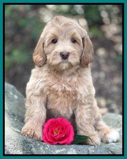 Millie Rebel pups 8 wks old 3100