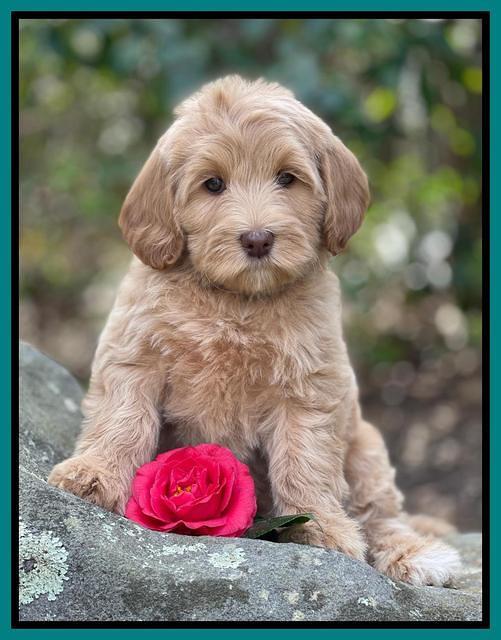 Millie Rebel pups 8 wks old 5100