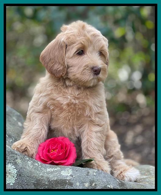 Millie Rebel pups 8 wks old 6100