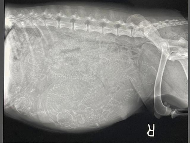 Millie Preg 2 xray 1 28 22