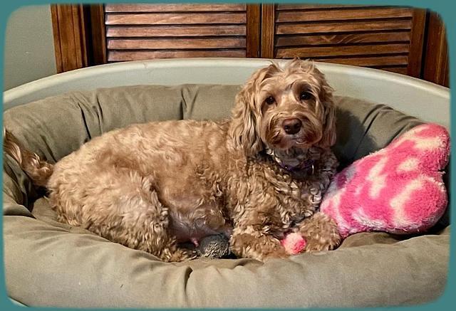 Millie Rebel preg 2 day 60