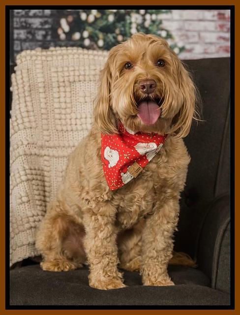 Millie xmas 2021