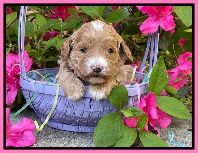 Misha Rebel 3 wks old 41