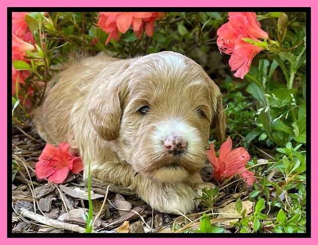 Misha Rebel 3 wks old 51