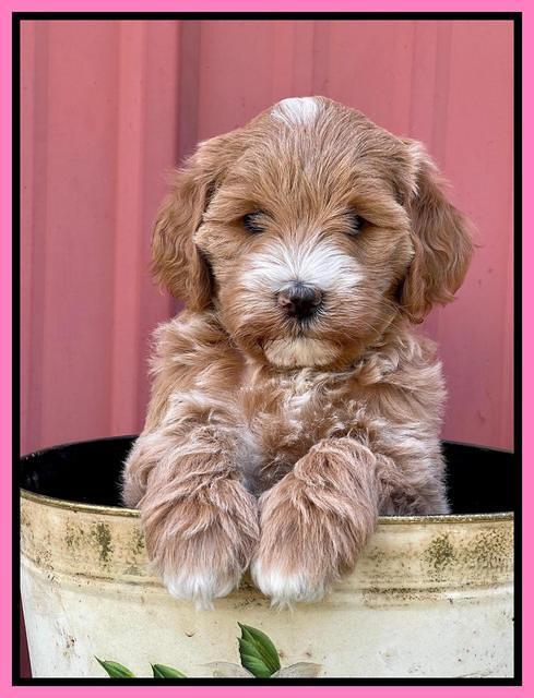 Misha Rebel pups 6 wks old 41