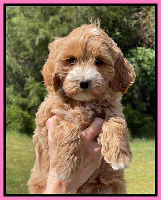 Misha Rebel pups 7 wks old 31