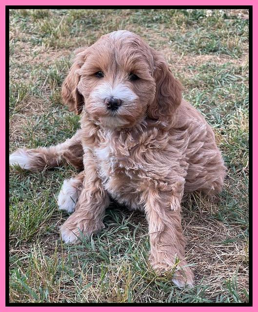 Misha Rebel pups 7 wks old 41