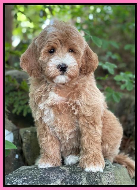 Misha Rebel pups 8 wks old 71