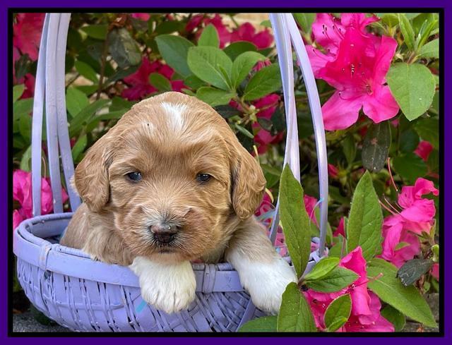 Misha Rebel 3 wks old 131