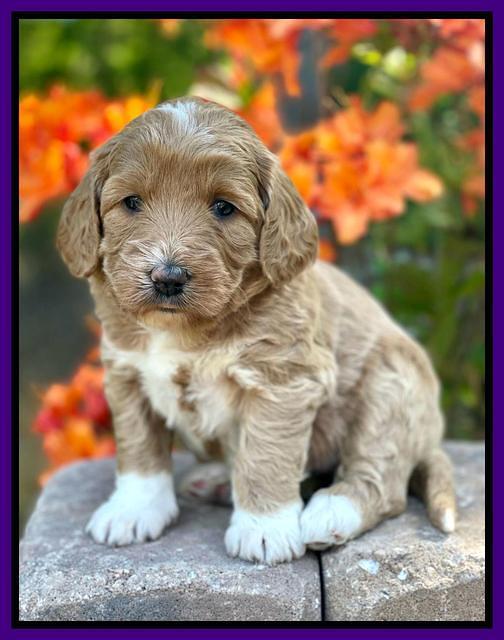 Misha Rebel pups 4 wks old 61