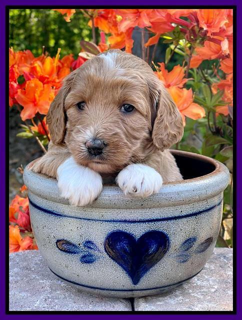 Misha Rebel pups 4 wks old 71