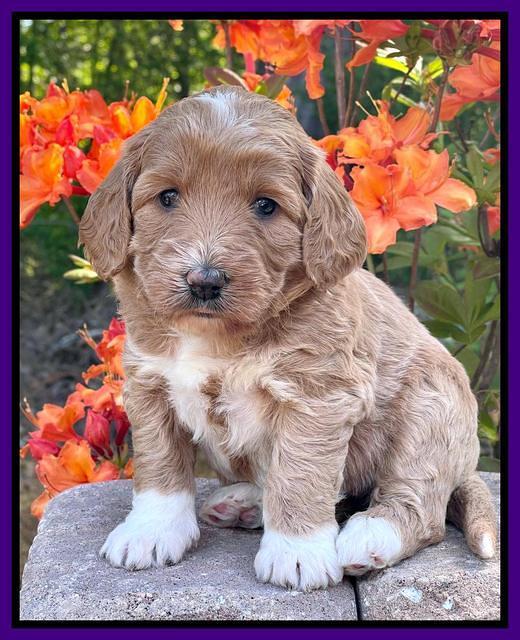 Misha Rebel pups 4 wks old 81