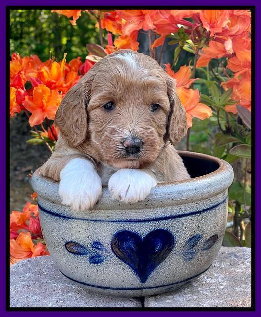 Misha Rebel pups 4 wks old 91