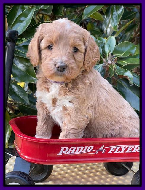 Misha Rebel pups 5 weeks old 71