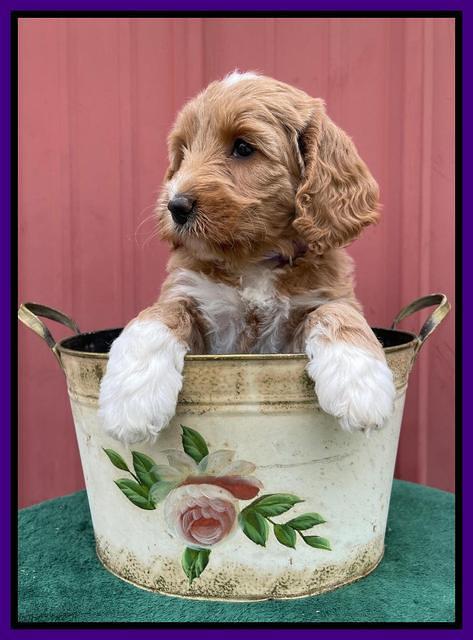 Misha Rebel pups 6 wks old 91