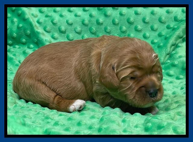 Misha Rebel 2 weeks old 71