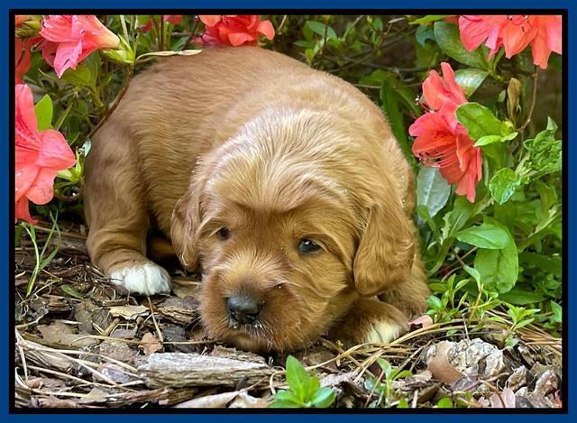 Misha Rebel 3 wks old 171