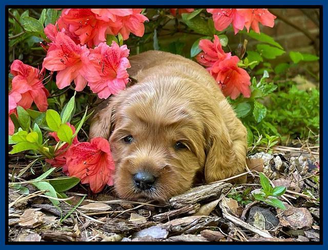 Misha Rebel 3 wks old 181