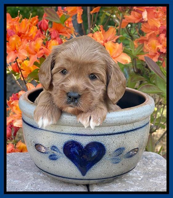 Misha Rebel pups 4 wks old 101