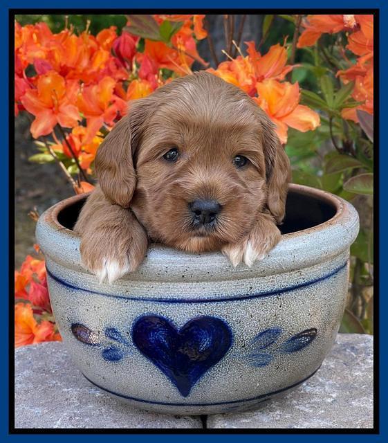 Misha Rebel pups 4 wks old 121