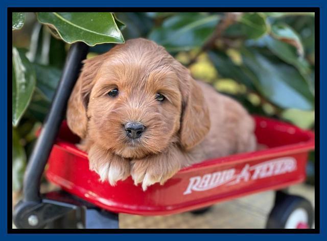 Misha Rebel pups 5 weeks old 131