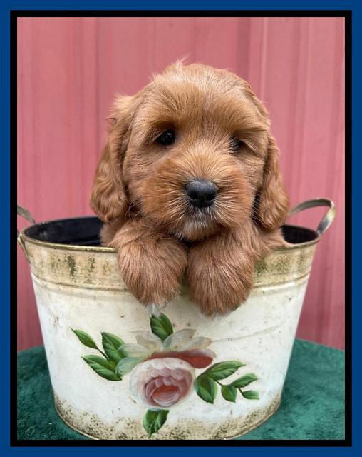 Misha Rebel pups 6 wks old 101