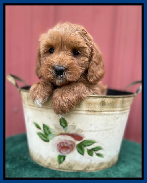 Misha Rebel pups 6 wks old 111