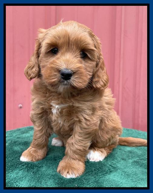 Misha Rebel pups 6 wks old 131