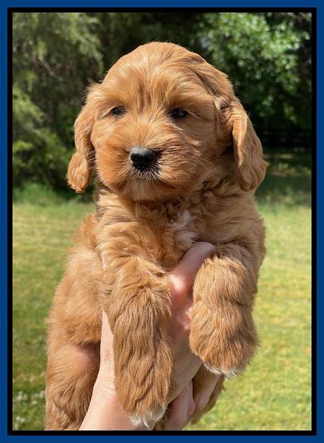 Misha Rebel pups 7 wks old 111