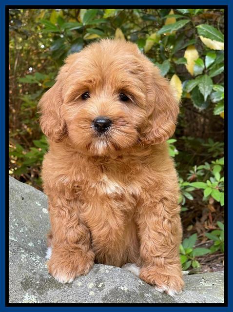 Misha Rebel pups 8 wks old 4200