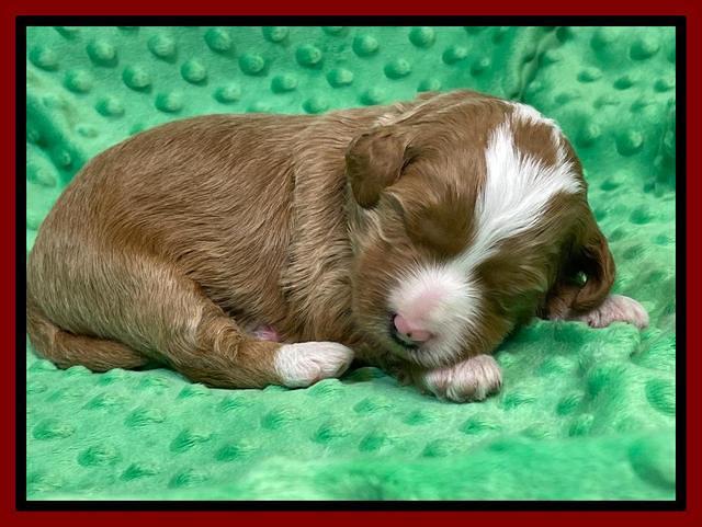 Misha Rebel 2 weeks old 81
